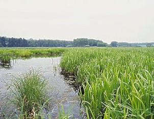 Radomilická mokřina
