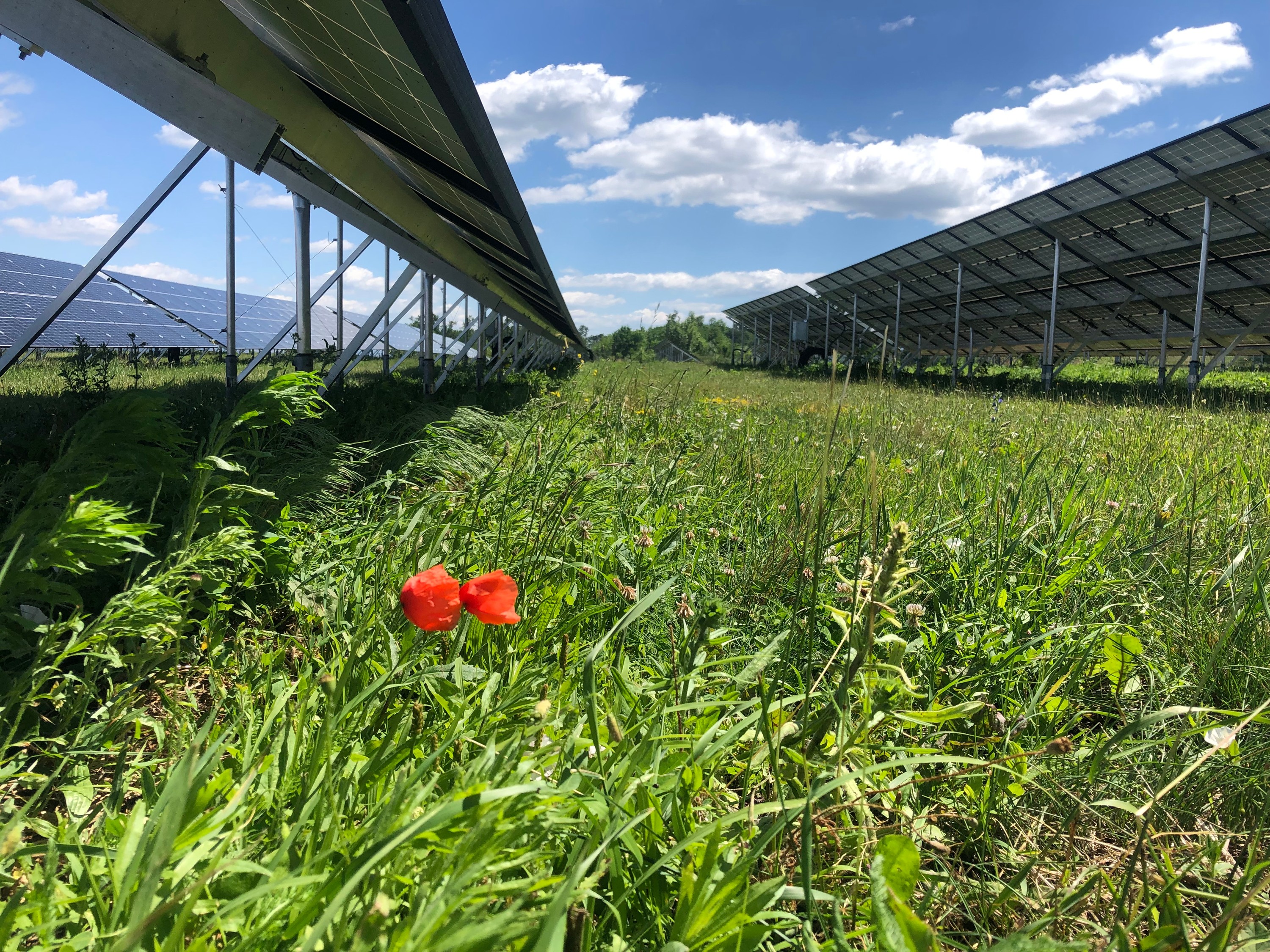 Fotovoltaická elektrárna Pánov
