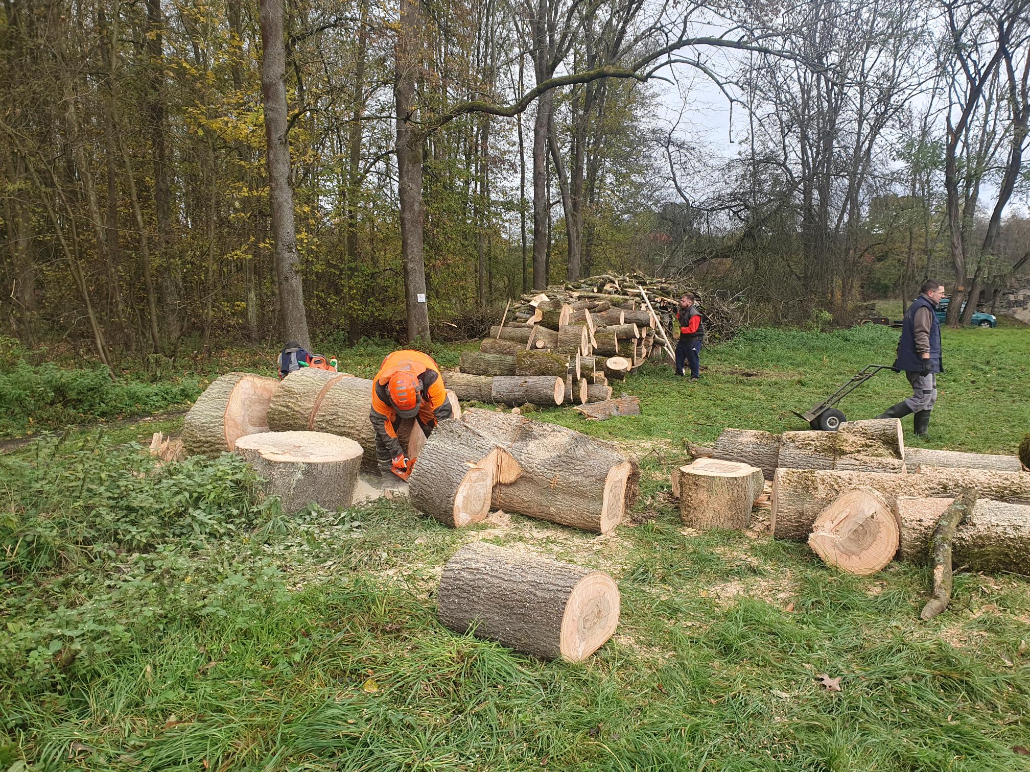 Vykácený původních nebezpečných jasanů