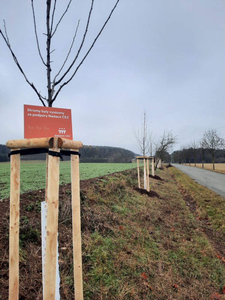 Výsadba stromů v Dražni