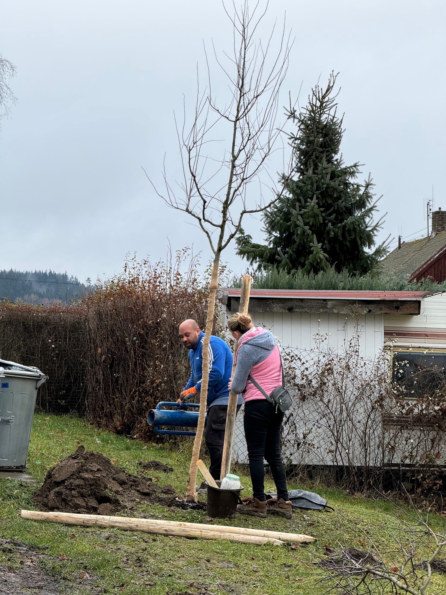 Výsadba stromů na sídlišti v Krajkové  