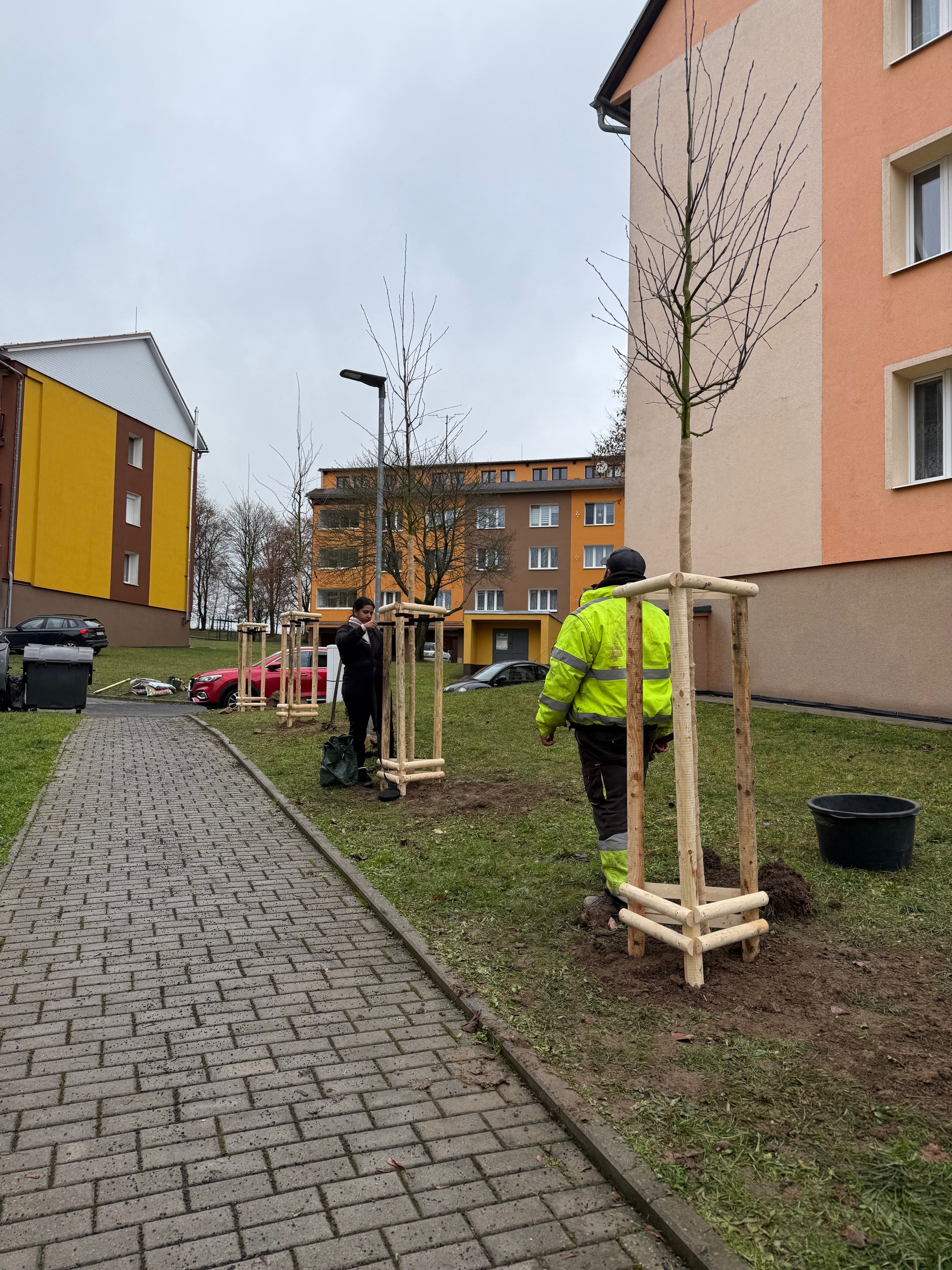 Výsadba stromů na sídlišti v Krajkové  