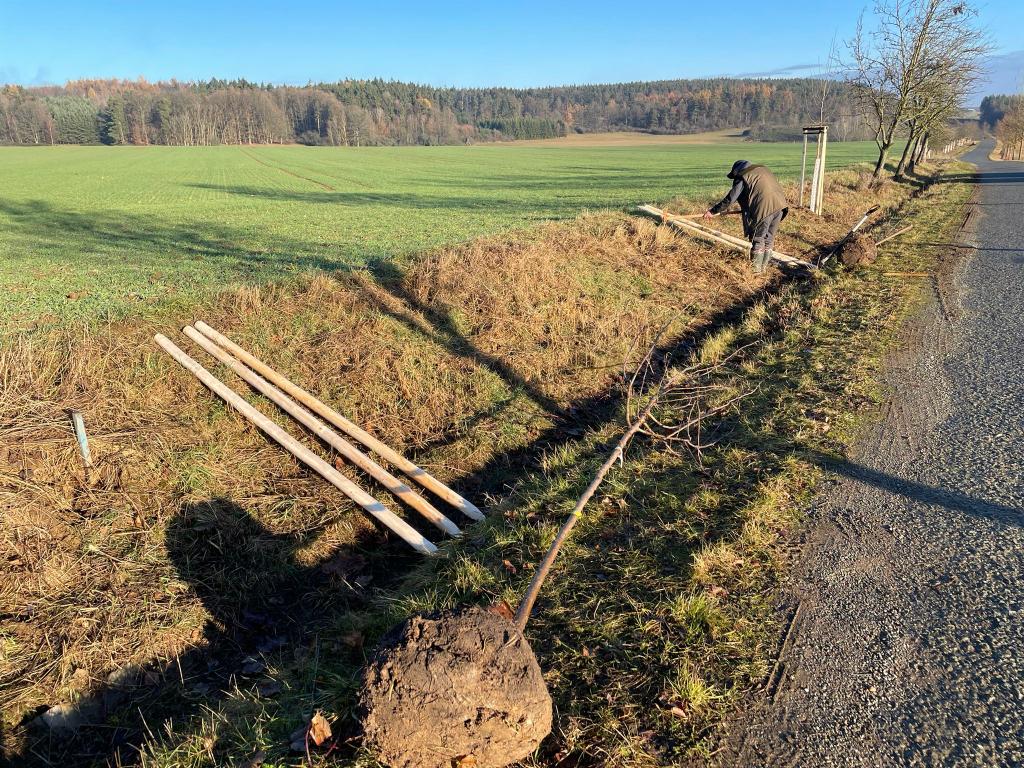 Výsadba stromů v Dražni