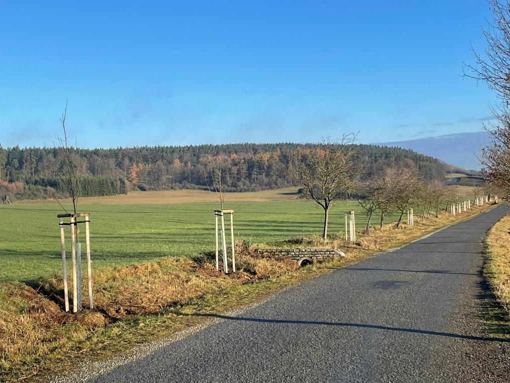 Výsadba stromů v Dražni