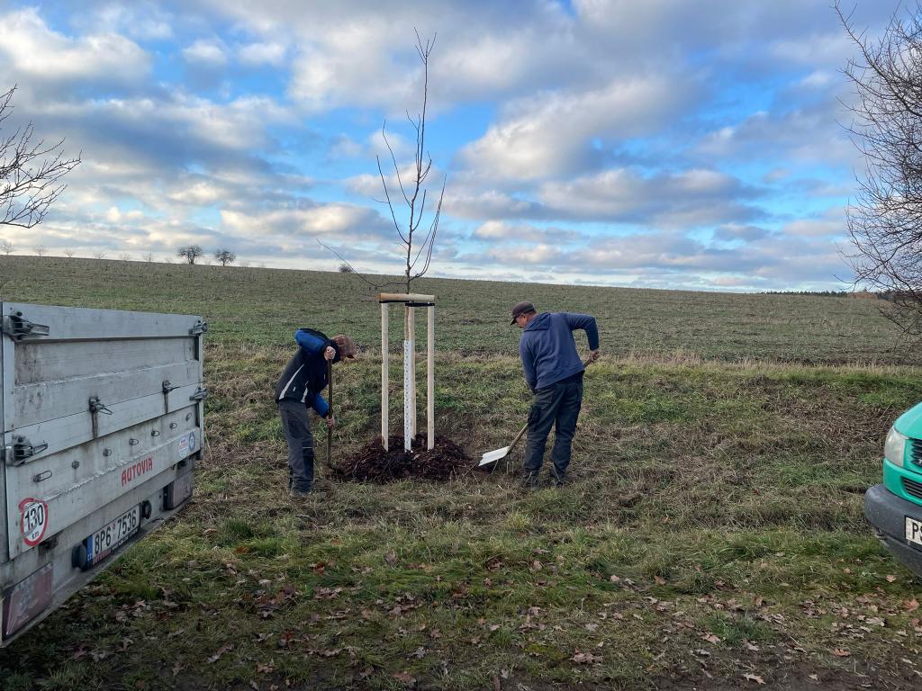 Výsadba stromů v Dražni