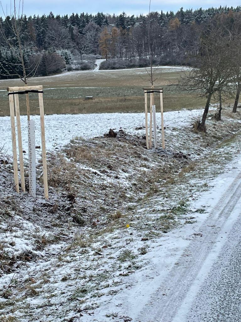 Výsadba stromů v Dražni