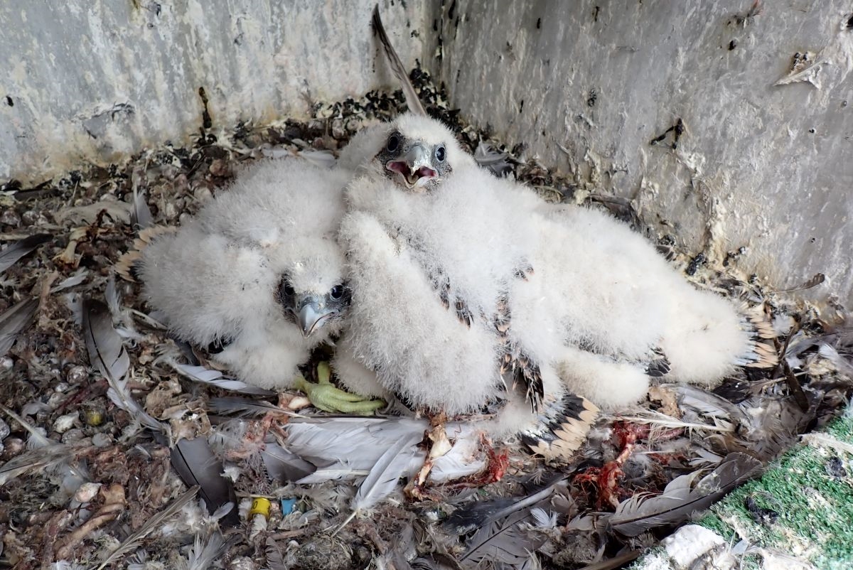 Sokolí farma ČEZ v roce 2025