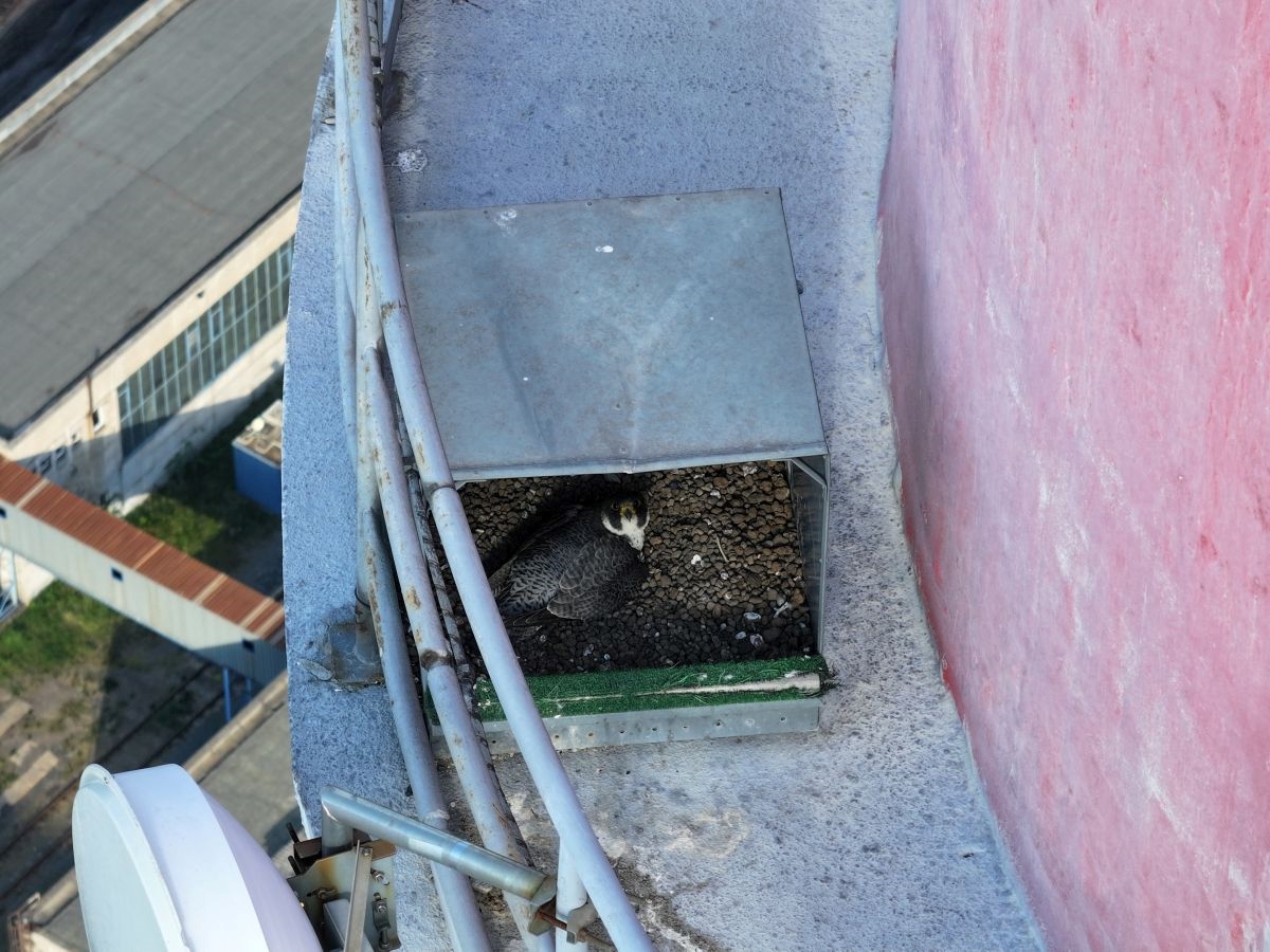 Sokolí farma ČEZ v roce 2025