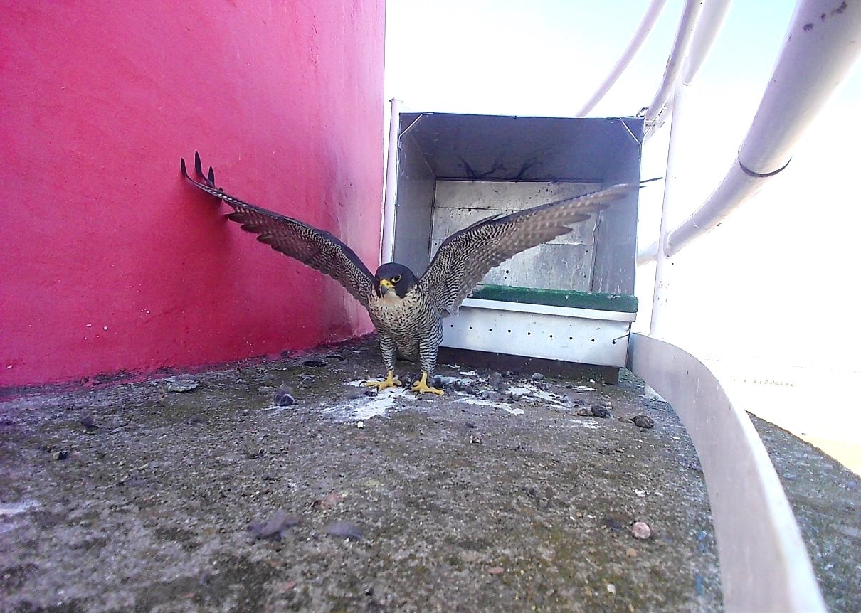 Sokolí farma ČEZ v roce 2025