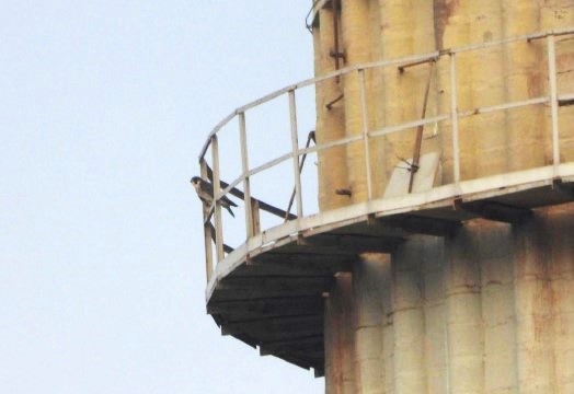 Sokolí farma ČEZ v roce 2025