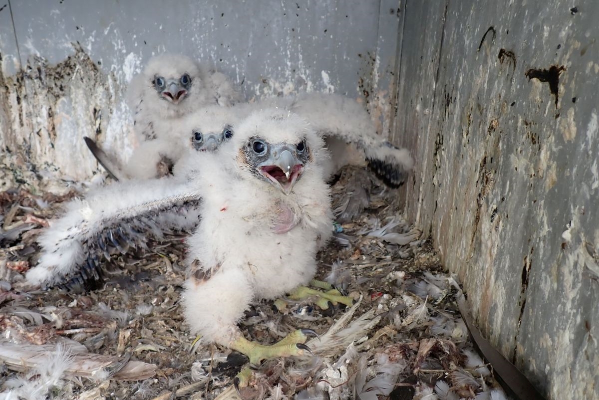 Sokolí farma ČEZ v roce 2025