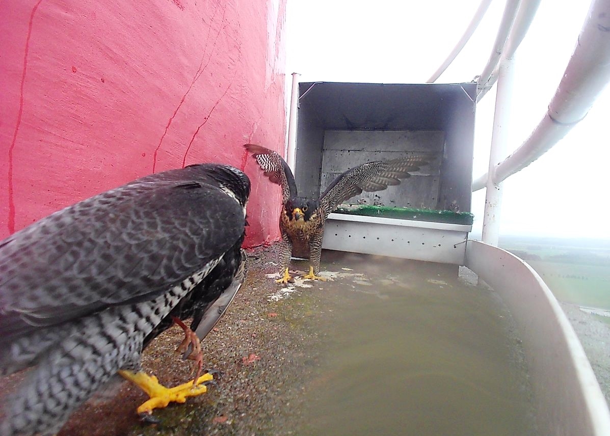 Sokolí farma ČEZ v roce 2025