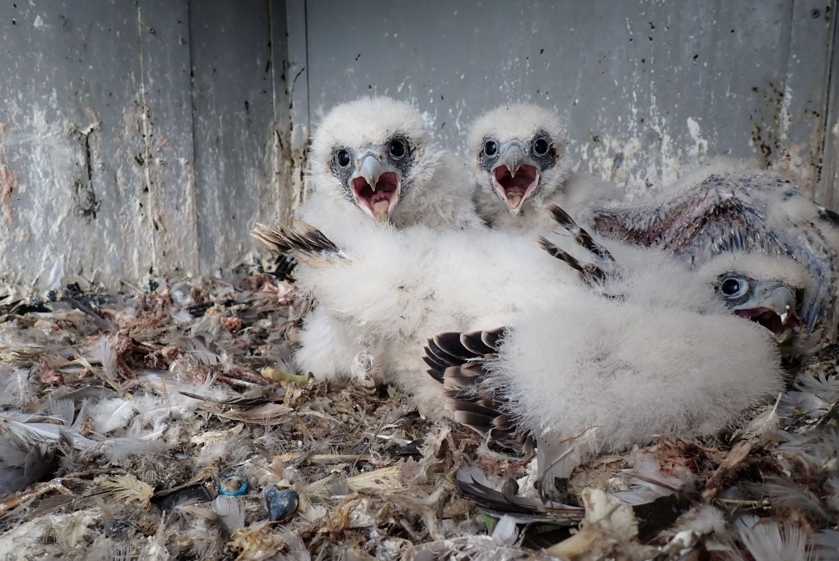 Sokolí farma ČEZ v roce 2025