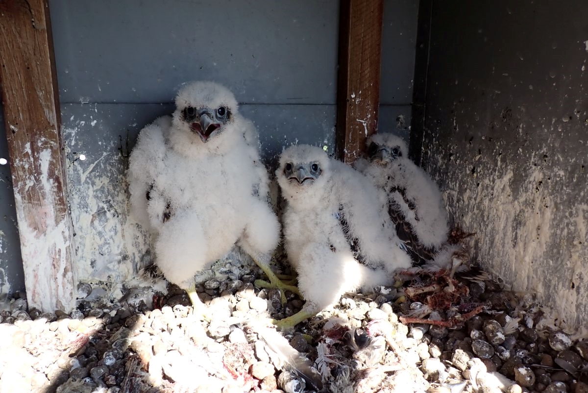 Sokolí farma ČEZ v roce 2025