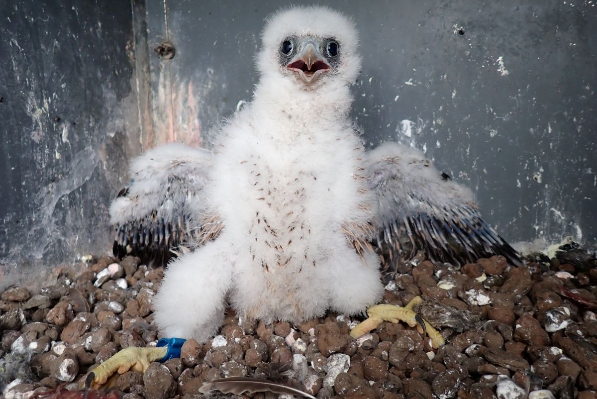 Sokolí farma ČEZ v roce 2025