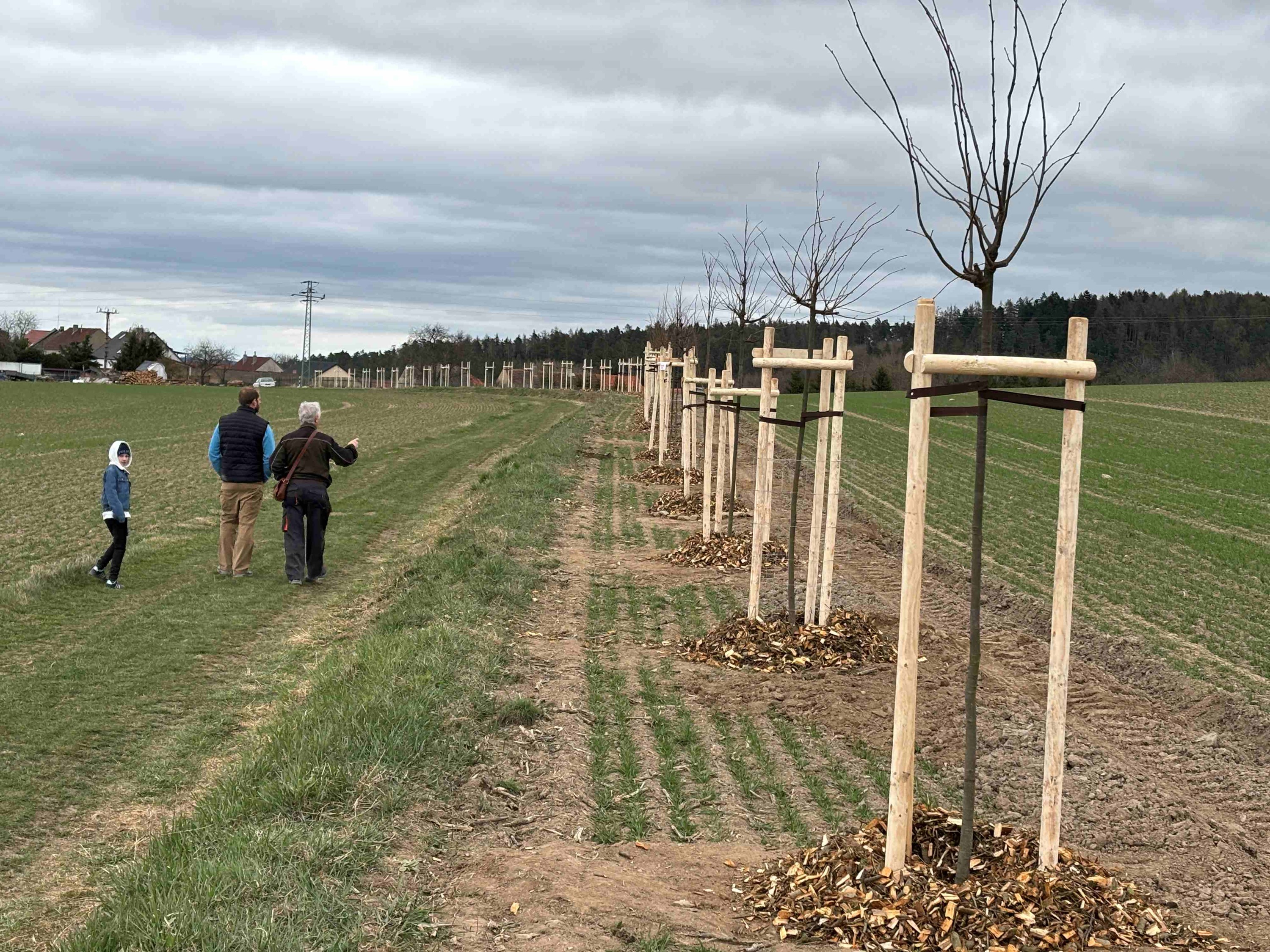 Grant Stromy Příčina