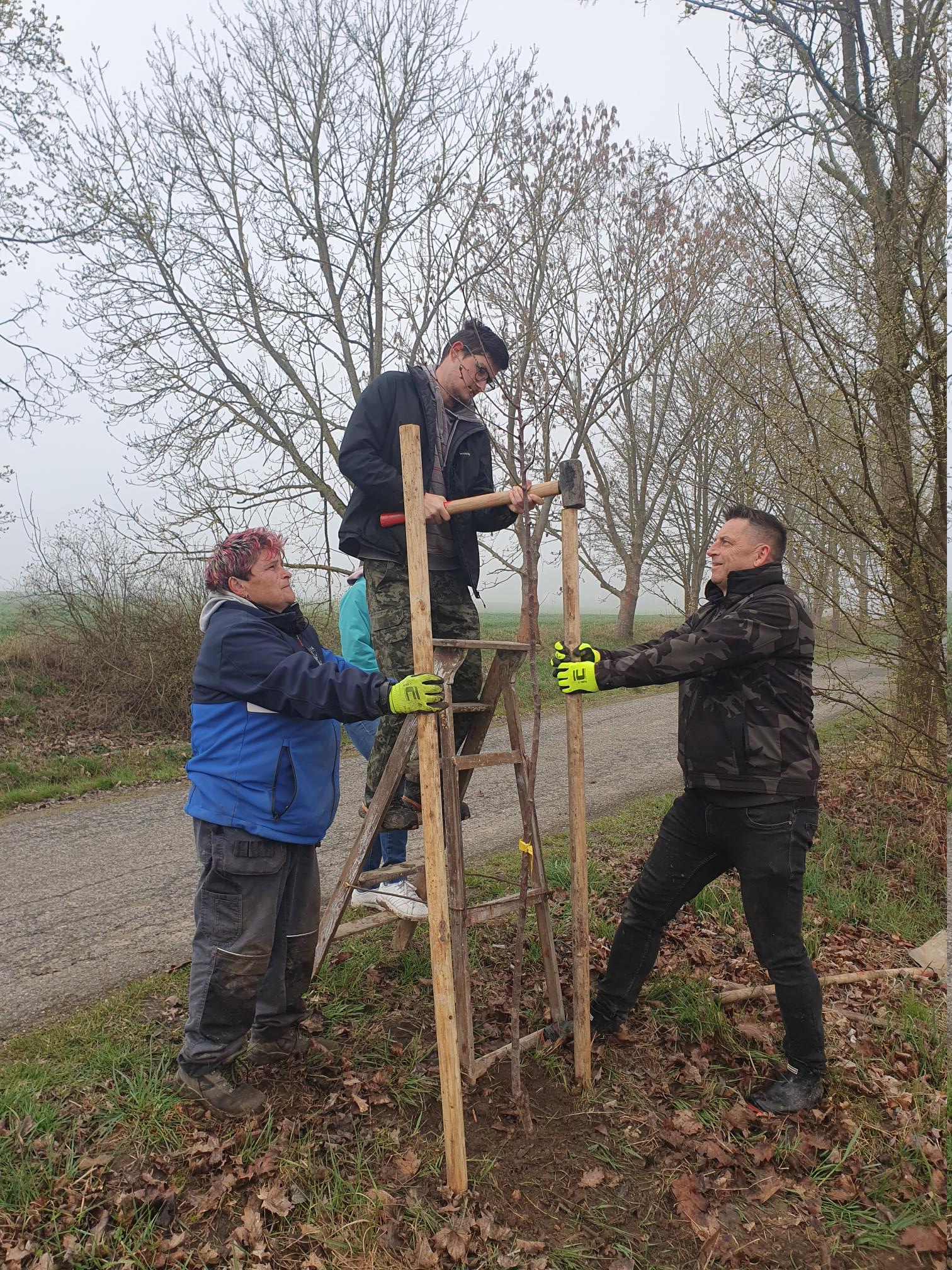Výsadba ve Stebnici