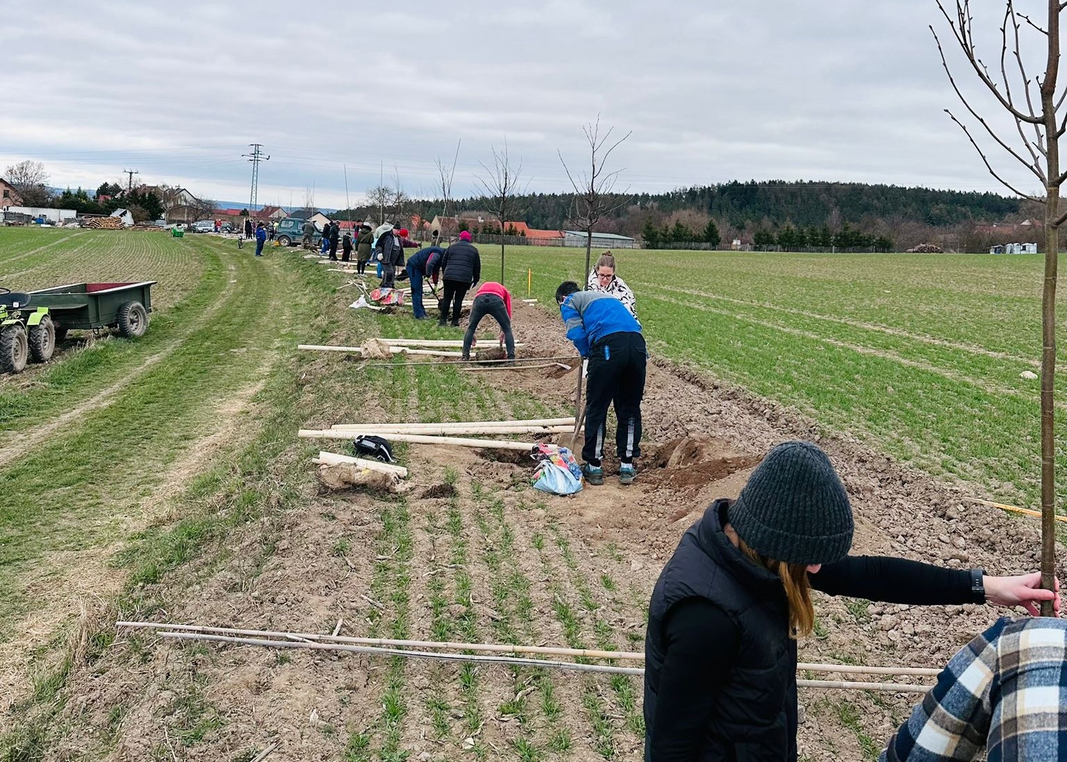 Grant Stromy Příčina