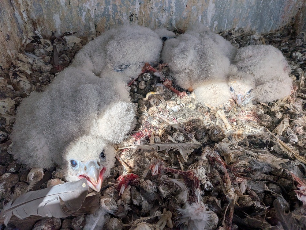 Sokolí farma ČEZ v roce 2026