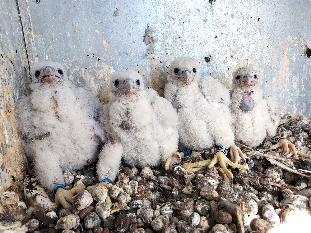 Sokolí farma ČEZ v roce 2026