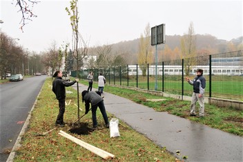 Někde, jako třeba v Chomutově využili grantu Stromy k ozdravění, tudíž dosadbě, stávající aleje v Bezručově ulici.