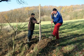 Obec Hlinná na Litoměřicku se vloni rozhodla obnovit původní ovocné aleje ve svém okolí.