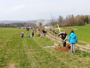 Obyvatelé Nedrahovic a ze sousední Jesenice se vloni společně pustili do výsadby nové dubové aleje na kopci Kamenice u Hadáčkova kříže.