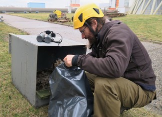 Občas je také zapotřebí budku vyčistit a případně i nabídnout sokolům jiný výhled na elektrárnu.   Tušimická budka č. 2, která sokolímu páru sloužila spíše jen jako jídelna, tak byla po snesení z chladicí věže a vyčištění ornitologem Václave Beranem umístěna na jiné výškové stavbě v elektrárně. (Foceno 6. března 2020) 