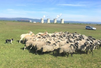  Fenka border kolie Debie se umí o stádo postarat…