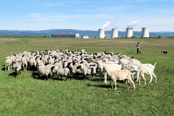 Pastevkyně Marie Hamáková a její pomocnice Debie  shánějí stádo dohromady před jeho odchodem na poledni siestu v košáru