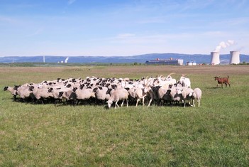 První várka „živých sekaček“ se již stará o travní údržbu dnes již plně zrekultivovaného odkaliště T nad Elektrárnou Tušimice. Zhruba stohlavé stádo ovcí a několik koz tak spásáním trávy a tím i narušováním terénu pomáhá Skupině ČEZ k naplňování jednoho z mnoha záchovných programů ohrožené fauny (případně flóry) v jejích lokalitách. V tomto případě se jedná o záchranu kriticky ohroženého motýla okáče metlicového.