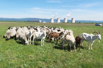 První várka „živých sekaček“ se již stará o travní údržbu dnes již plně zrekultivovaného odkaliště T nad Elektrárnou Tušimice. Zhruba stohlavé stádo ovcí a několik koz tak spásáním trávy a tím i narušováním terénu pomáhá Skupině ČEZ k naplňování jednoho z mnoha záchovných programů ohrožené fauny (případně flóry) v jejích lokalitách. V tomto případě se jedná o záchranu kriticky ohroženého motýla okáče metlicového.