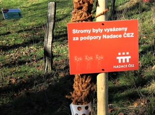 Máme hlavně radost, když se do sázení aktivně zapojují kromě dospělých obyvatel obcí i místní děti. Přirozeně se tak učí o zeleň pečovat a chránit ji, vnímají, jak stromy rostou a jak zpříjemňují jejich okolí. Do českého prostředí přirozeně patří nejen lesy, ale právě i stromy v parcích, zahradách nebo podél cest. Proto jsme rádi, že se i díky nám do kulturní krajiny vracejí,“ říká ředitelka Nadace ČEZ Michaela Ziková. 