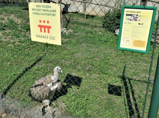 Mladý pár supů himalájských má nový domov, k jeho zasíťování pomohla
veřejnost se zapnutou mobilní aplikací EPP – Pomáhej pohybem. 
