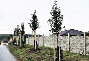 Nová alej okrasných hrušní byla vysazena v kadaňské lokalitě Strážiště III. Na čtyřicet stromů a realizaci výsadby získalo město Kadaň 150 000 korun od Nadace ČEZ právě díky grantu Stromy.