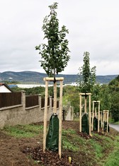Nová alej okrasných hrušní byla vysazena v kadaňské lokalitě Strážiště III. Na čtyřicet stromů a realizaci výsadby získalo město Kadaň 150 000 korun od Nadace ČEZ právě díky grantu Stromy.