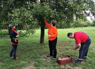 Dobrovolníci z Elektráren Prunéřov pomáhali i letos sklízet jablka v ovocném sadu Dětského domova v Mašťově.