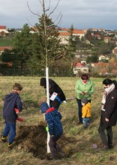 Sází celá rodina…aneb Růžičkovi a jejich jabloň.