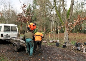 Nakládka jednoho ze stromů, který byl vysazen ve vzdálenější části arboreta.