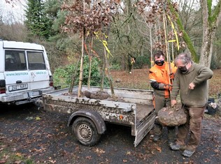 Ředitel školy Rudolf Sochor (vpravo) a Jan Maščuk, student třetího ročníku během nakládky stromu, který byl následně vysazen ve vzdálenější části arboreta.
  