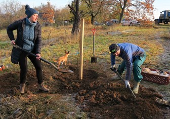 Mnoho let zanedbávaný sad Višňovka pod Svatojánským vrškem v Lešanech je již čtvrtým rokem středem zájmu místních obyvatel a jejich přátel sdružujících se v sousedském komunitním spolku Lešanský sad. Celé místo postupně zvelebují a víceméně pravidelně se v něm také při různý příležitostech setkávají. Zatím tou poslední byla v sobotu 21. listopadu výsadba nových ovocných stromů, na kterou spolku 20 000 korunami přispěla Nadace ČEZ v rámci grantu Stromy.