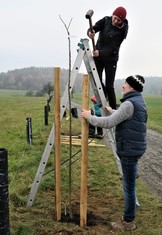 Z Lounska přijela do Ralska vysazovat hrušně a jabloně se Zdeňkem Šárou i jedna ze zakladatelek a nyní členka správní rady Geoparku Ralsko Anna Ježková. 