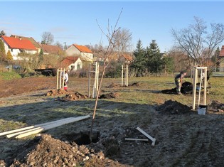 Výsadbu nového ovocného sadu v Chomli měla na starost odborná zahradnická firma z Plzně. 