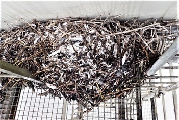 Ornitologický unikát - obří krkavčí hnízdo na žebříkové plošině chladicí věže paroplynového cyklu