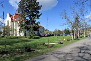 Výsadbu nových stromů (konkrétně na snímku javorů) v zámeckém areálu v Horních Beřkovicích měla na starost odborná zahradnická firma. 