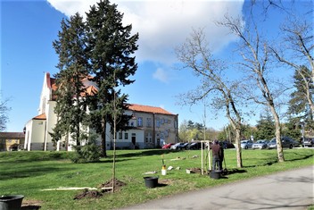 Výsadbu nových stromů (konkrétně na snímku javorů) v zámeckém areálu v Horních Beřkovicích měla na starost odborná zahradnická firma. 