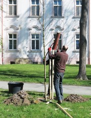 Výsadbu nových stromů (konkrétně na snímku javorů) v zámeckém areálu v Horních Beřkovicích měla na starost odborná zahradnická firma. 