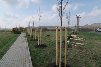 Vysazené okrasné hrušně budou poskytovat stín chodcům, tudíž hlavně přes léto poslouží k ochlazení klimatu. Stanou se i přirozeným větrolamem a útočištěm drobného ptactva v lokalitě zvané Vinohrady.