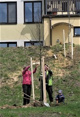 Hned ve dvou lokalitách v obci Vilémov na Šluknovsku zakořeňuje od soboty 24. dubna celkem jednatřicet nových stromů, jejichž výsadbu podpořila Nadace ČEZ 113 600 korunami v rámci grantu Stromy. Dvacet z nich bylo vysazeno u sportovní haly a jedenáct pod místní mateřskou školou.