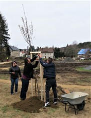 Hned ve dvou lokalitách v obci Vilémov na Šluknovsku zakořeňuje od soboty 24. dubna celkem jednatřicet nových stromů, jejichž výsadbu podpořila Nadace ČEZ 113 600 korunami v rámci grantu Stromy. Dvacet z nich bylo vysazeno u sportovní haly a jedenáct pod místní mateřskou školou.